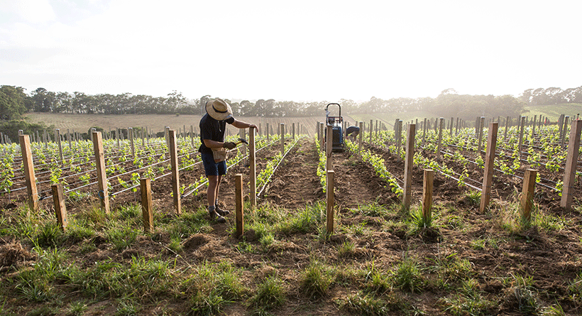 Ten Minutes by Tractor Vineyard 